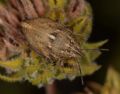 Odontotarsus rufescens
